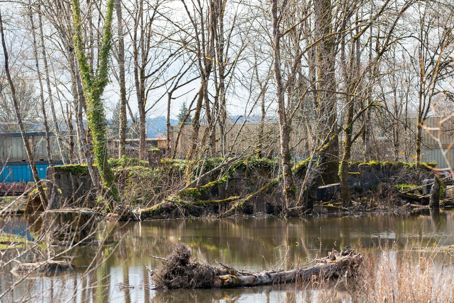 A remaining structure of the historic Agnew Lumber Mill sits on a small island in the China Creek floodwater and habitat project.